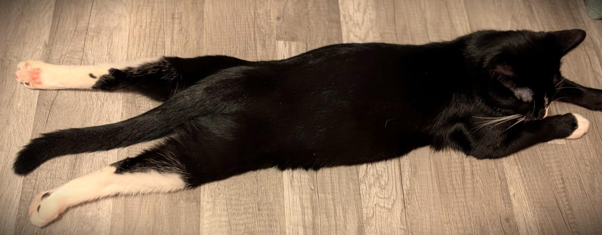 Enlarge Stymie, a Adoptable Tuxedo in Mankato, MN image 3/5