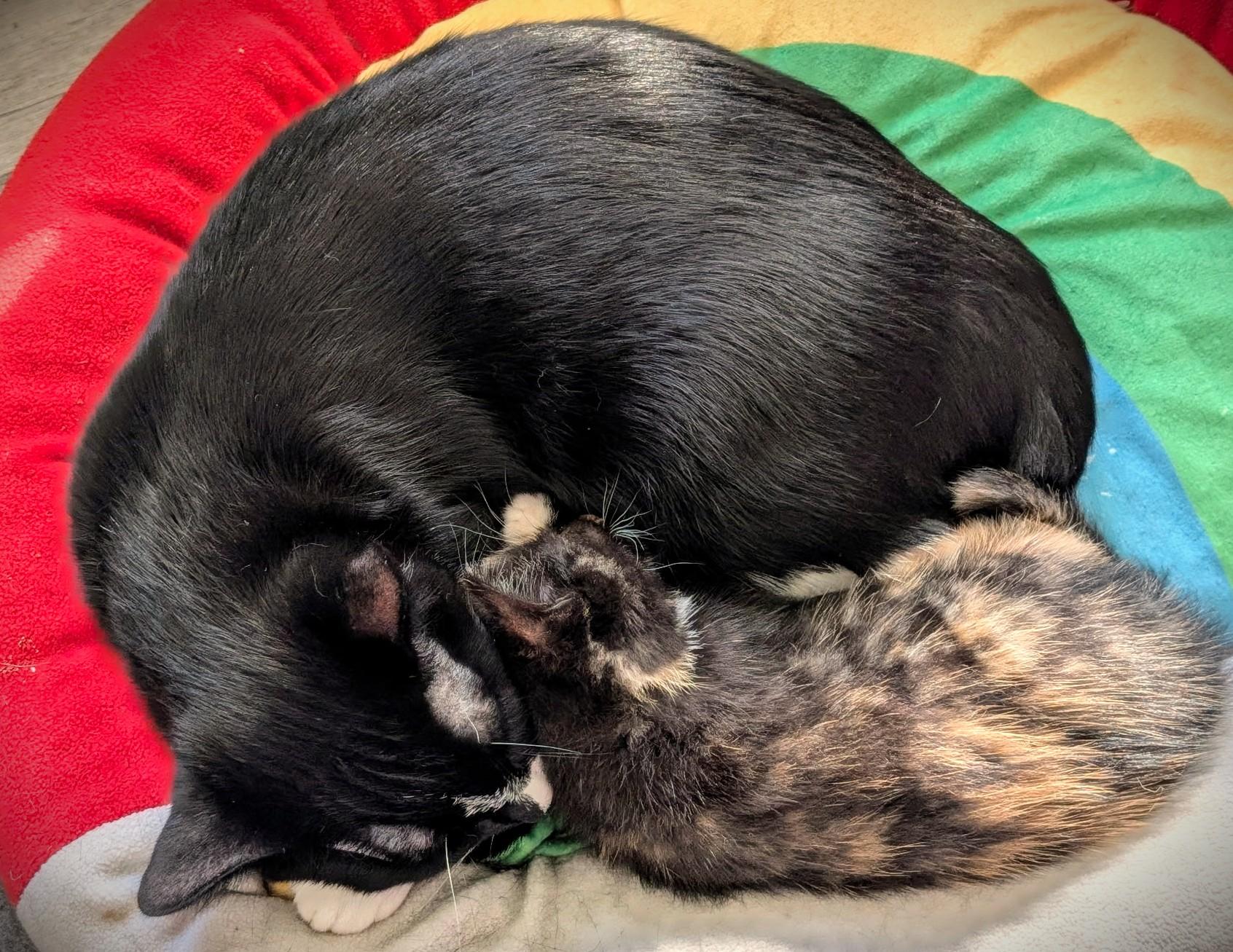 Enlarge Stymie, a Adoptable Tuxedo in Mankato, MN image 5/5