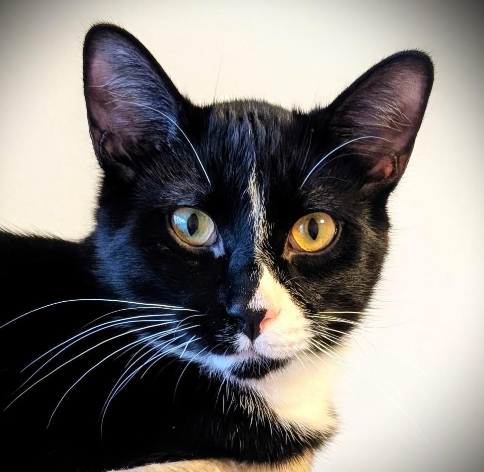 Stymie, Adoptable, Young Male Tuxedo.