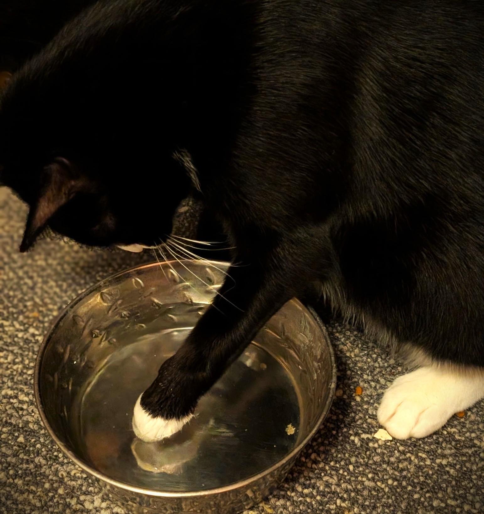 Enlarge Stymie, a Adoptable Tuxedo in Mankato, MN image 4/5