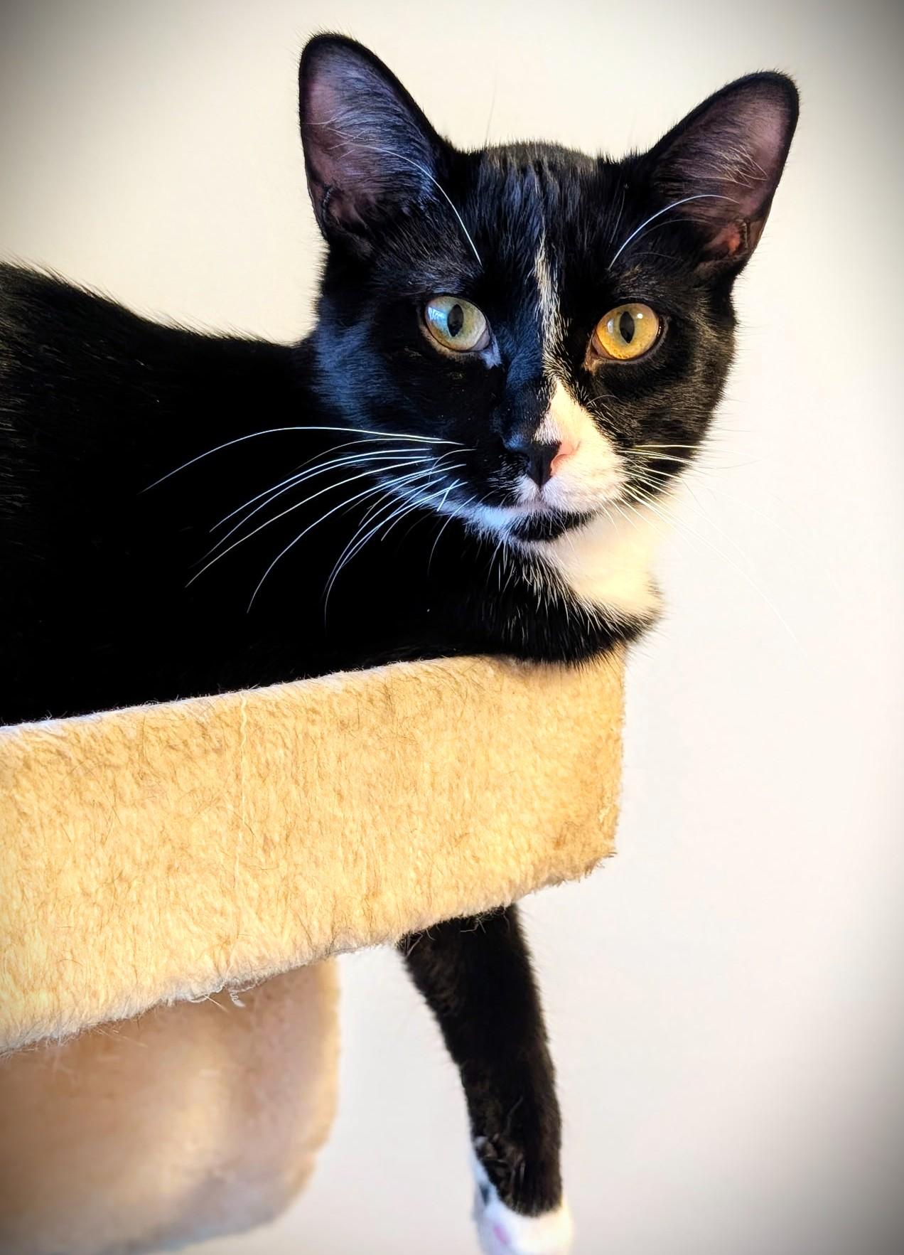 Enlarge Stymie, a Adoptable Tuxedo in Mankato, MN image 1/5