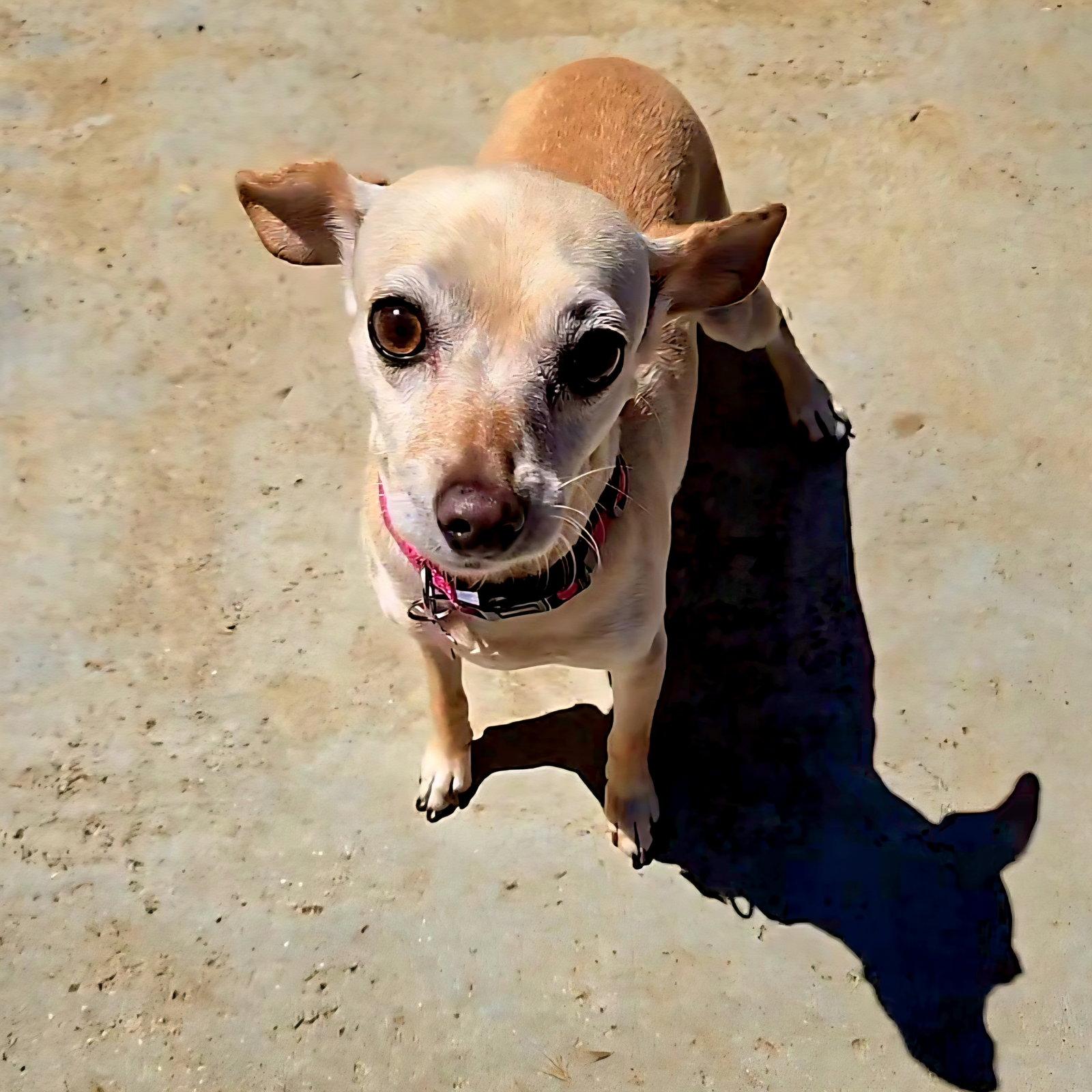 Taffy, Adoptable, Young Female Chihuahua.