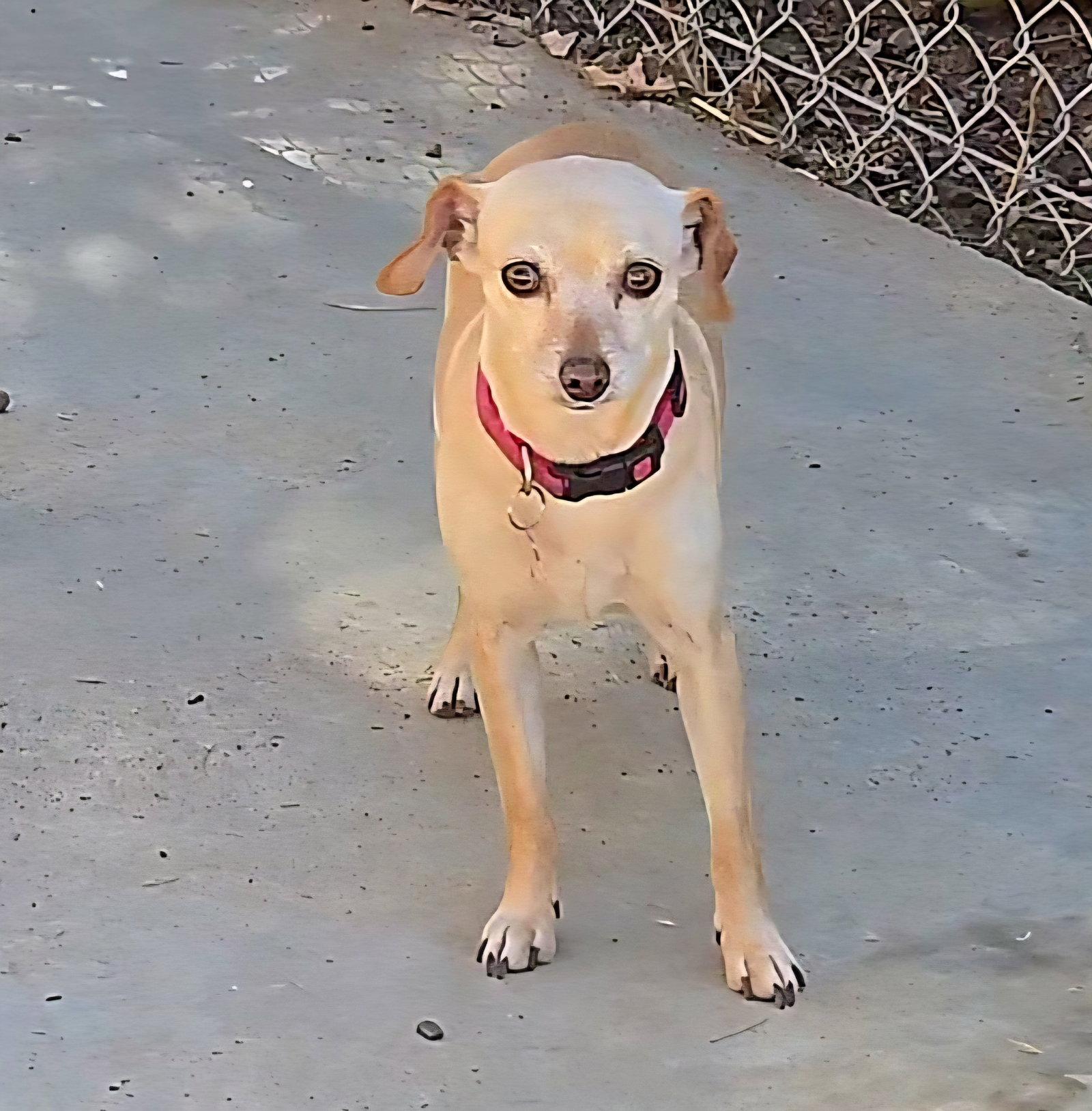 Enlarge Taffy, a Adoptable Chihuahua in Fallbrook, CA image 2/3