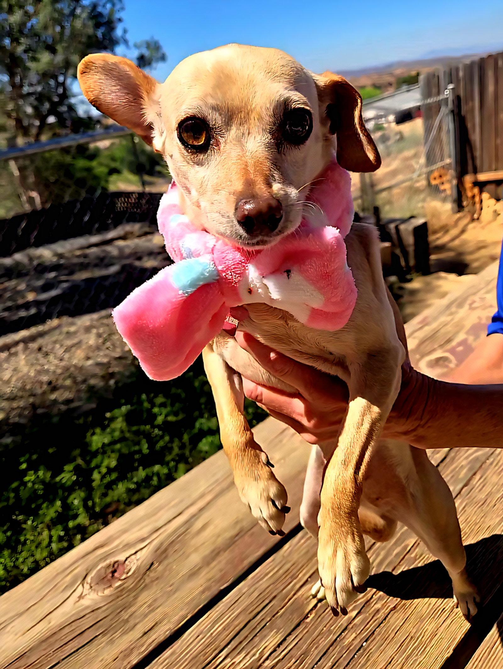 Enlarge Taffy, a Adoptable Chihuahua in Fallbrook, CA image 3/3