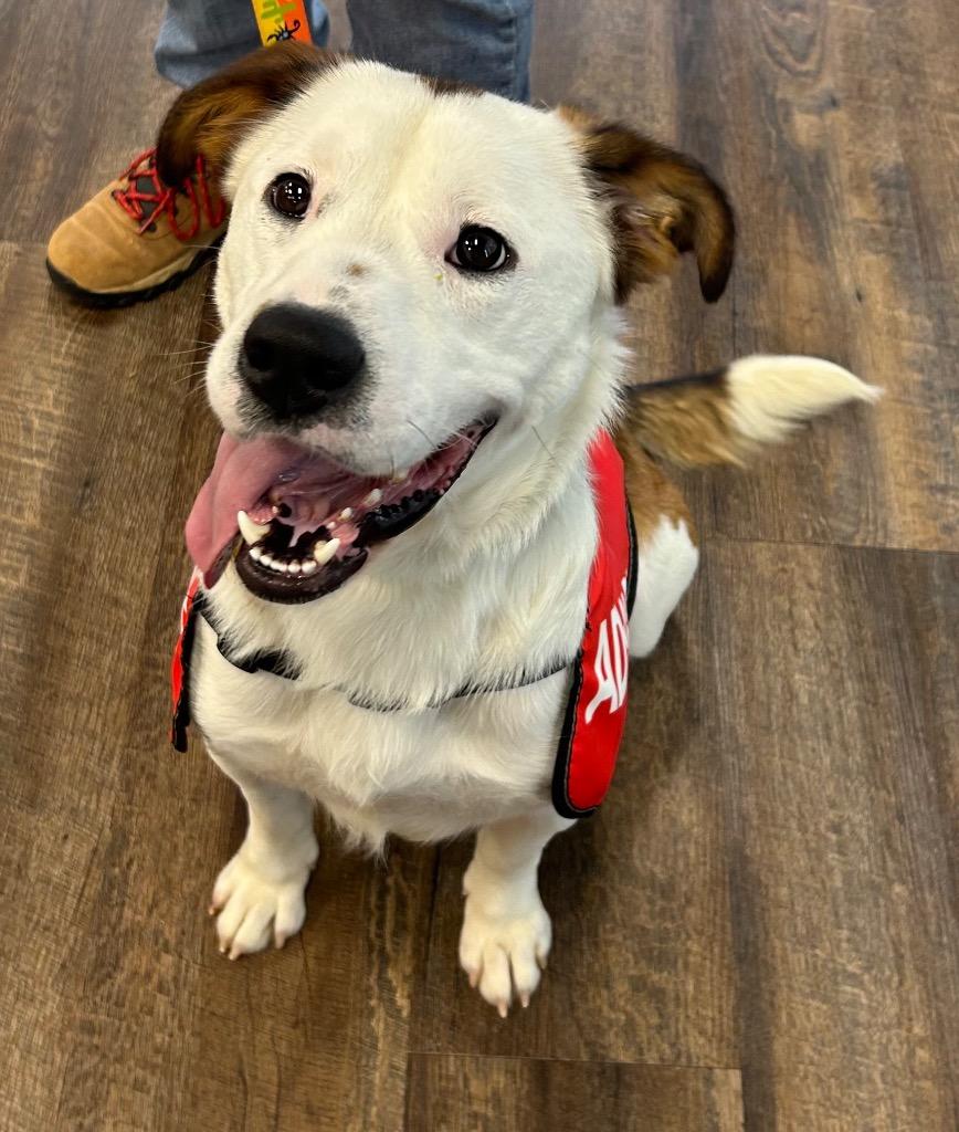 Mohawk, Adoptable, Adult Male Mixed Breed.