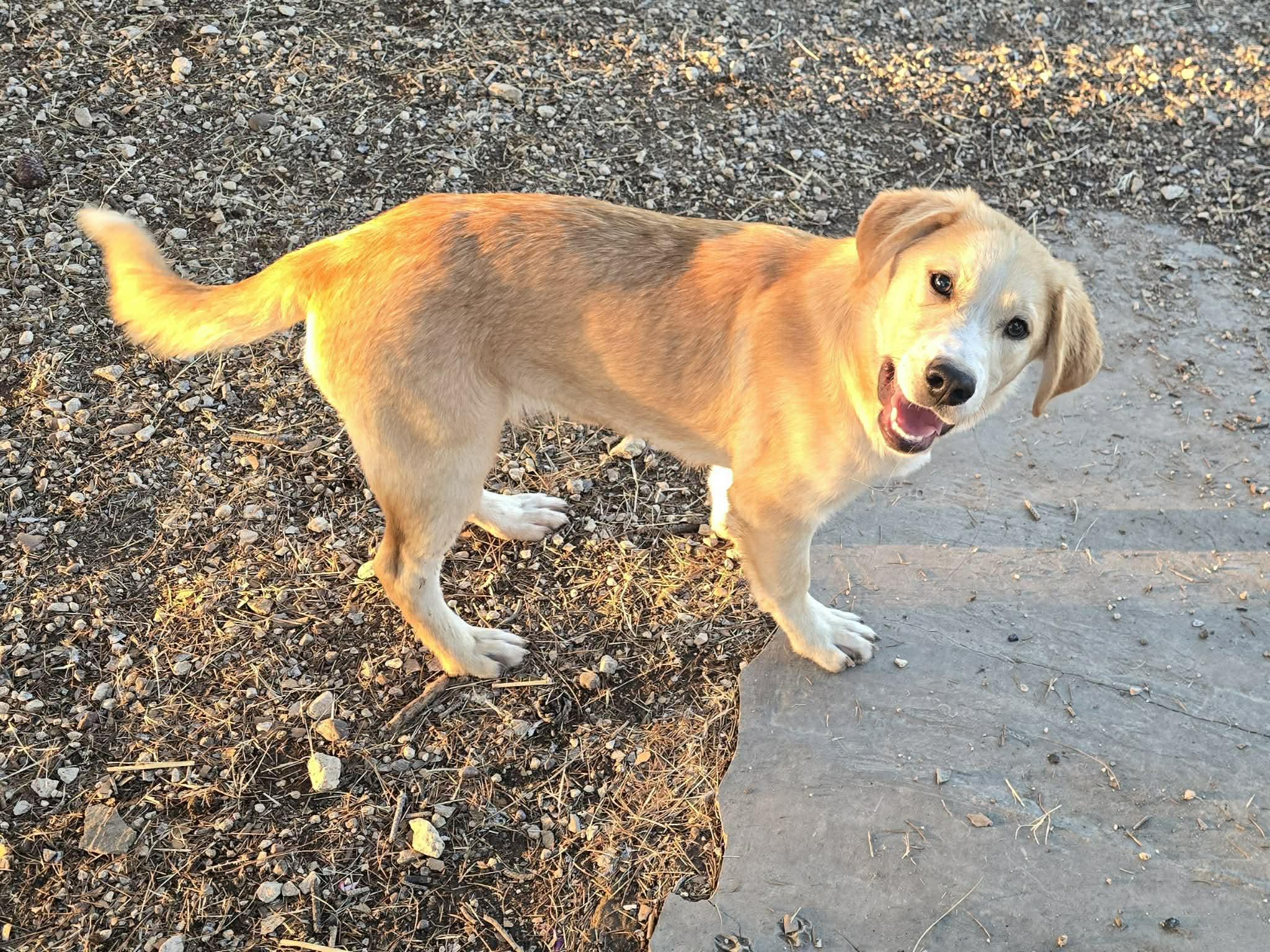 Dawson, ADOPTABLE, Puppy Male Great Pyrenees.