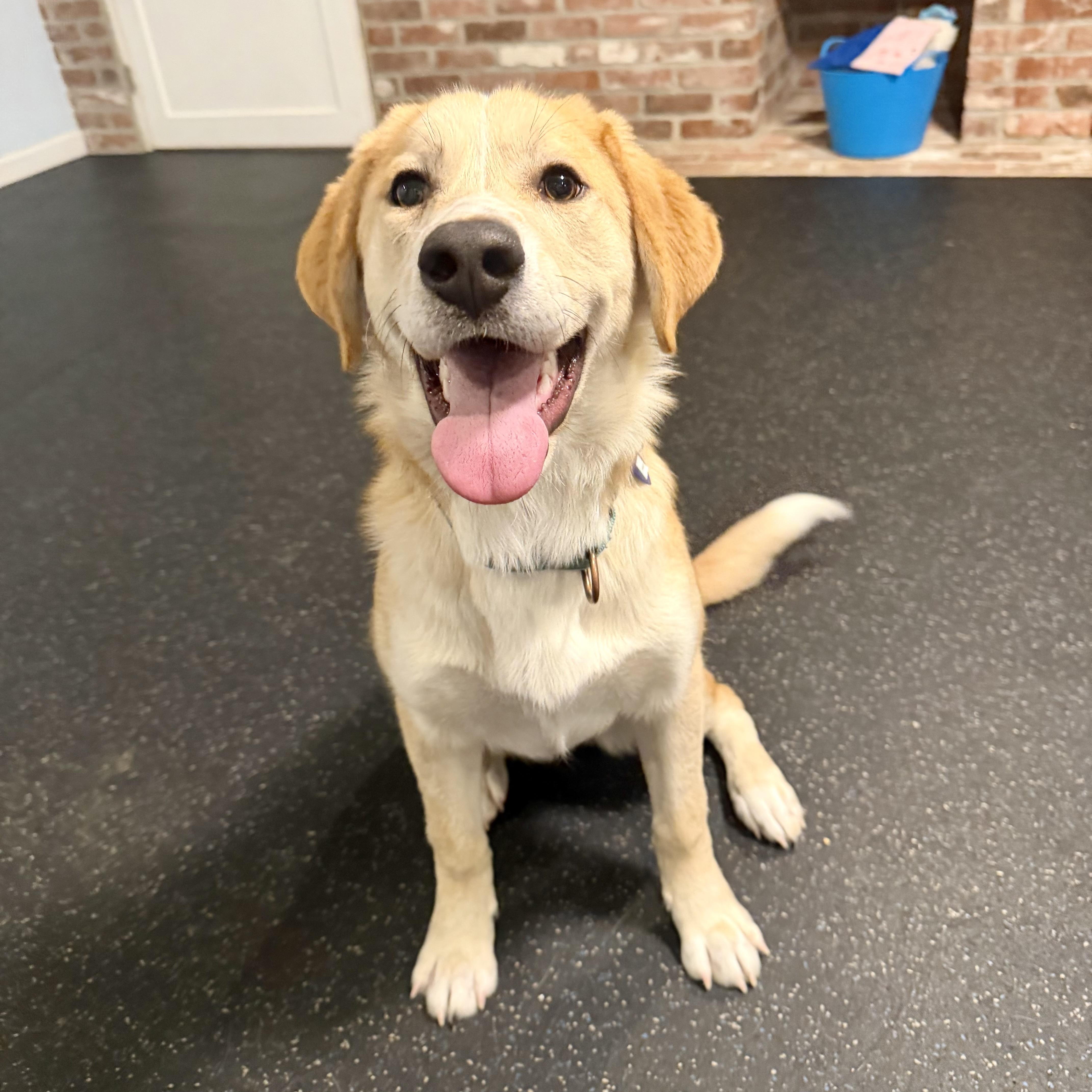 Dawson, ADOPTABLE, Puppy Male Great Pyrenees.
