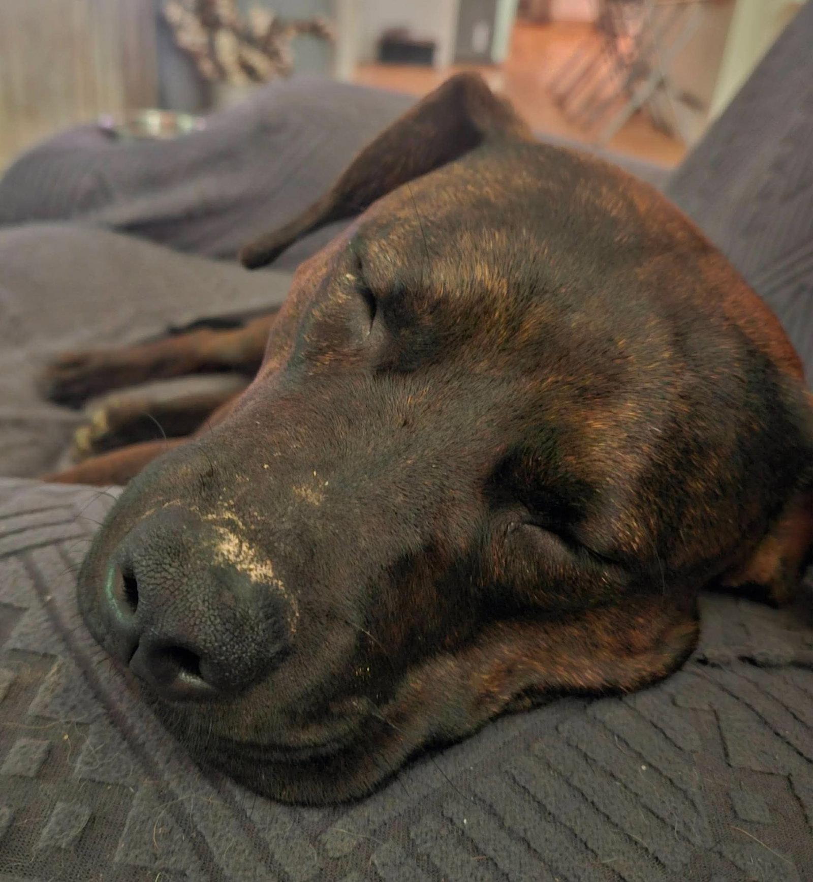 Enlarge Larry, a Adoptable Mixed Breed in Cincinnati, OH image 1/3