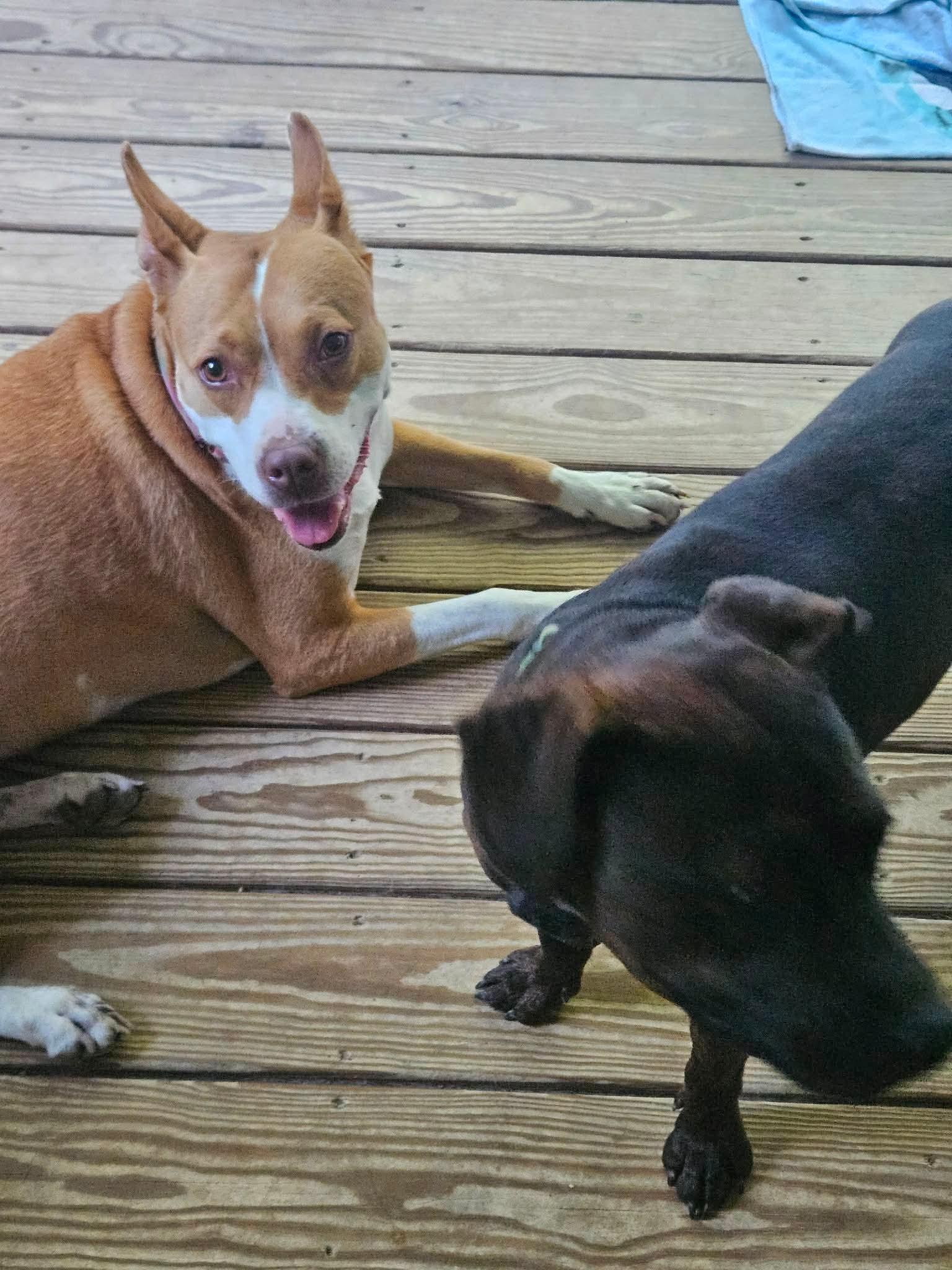 Enlarge Larry, a Adoptable Mixed Breed in Cincinnati, OH image 2/3