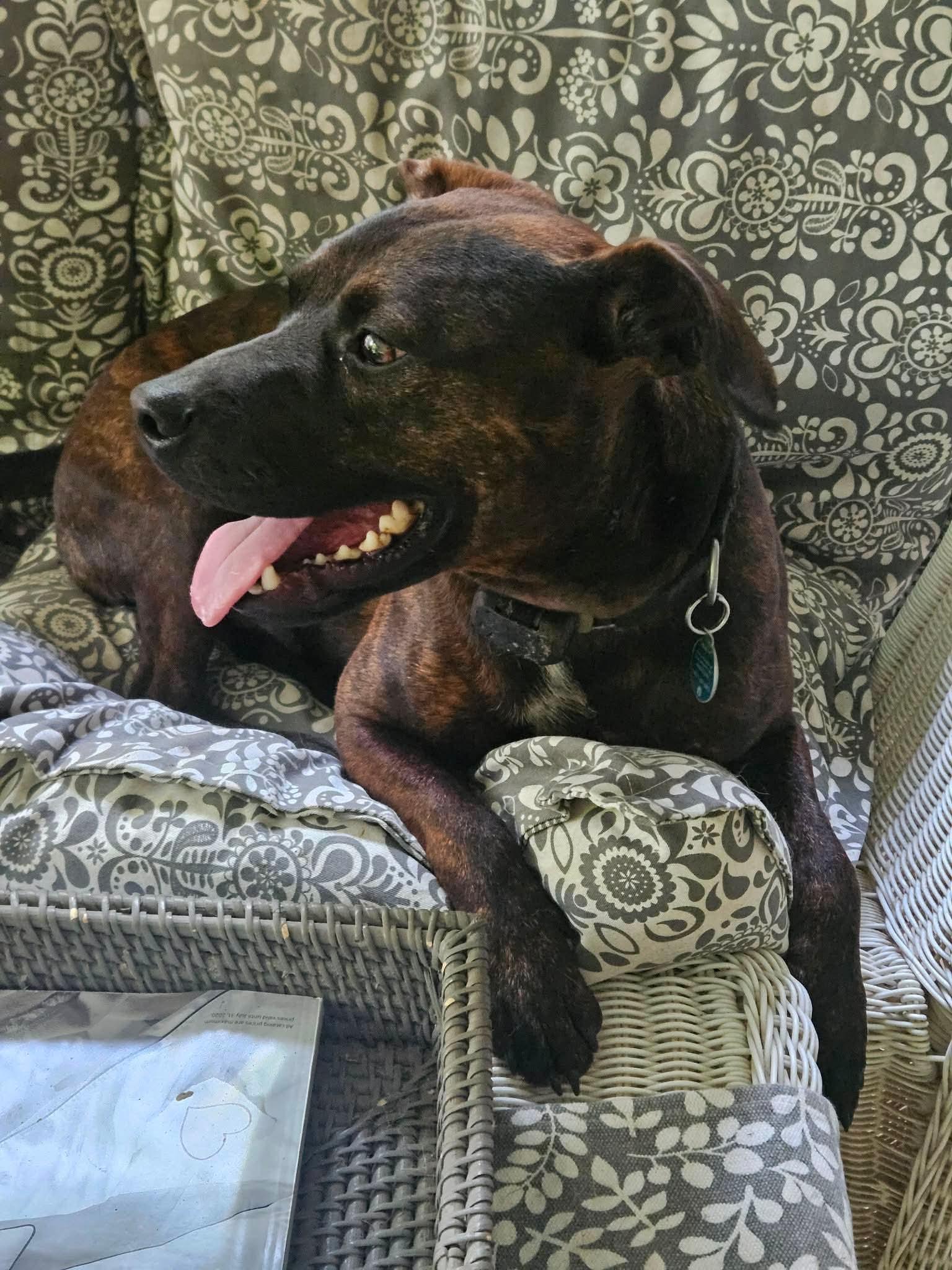 Enlarge Larry, a Adoptable Mixed Breed in Cincinnati, OH image 3/3