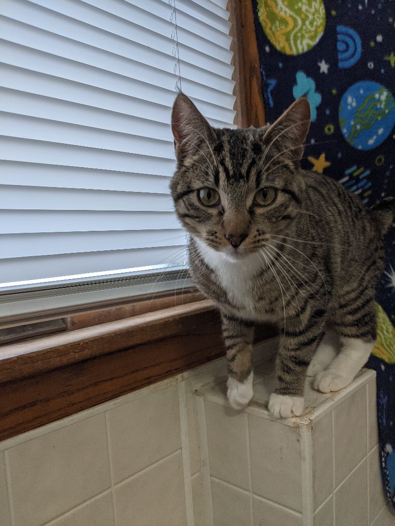 Enlarge Orlando, a Adoptable mixed breed in St Paul, MN image 1/1