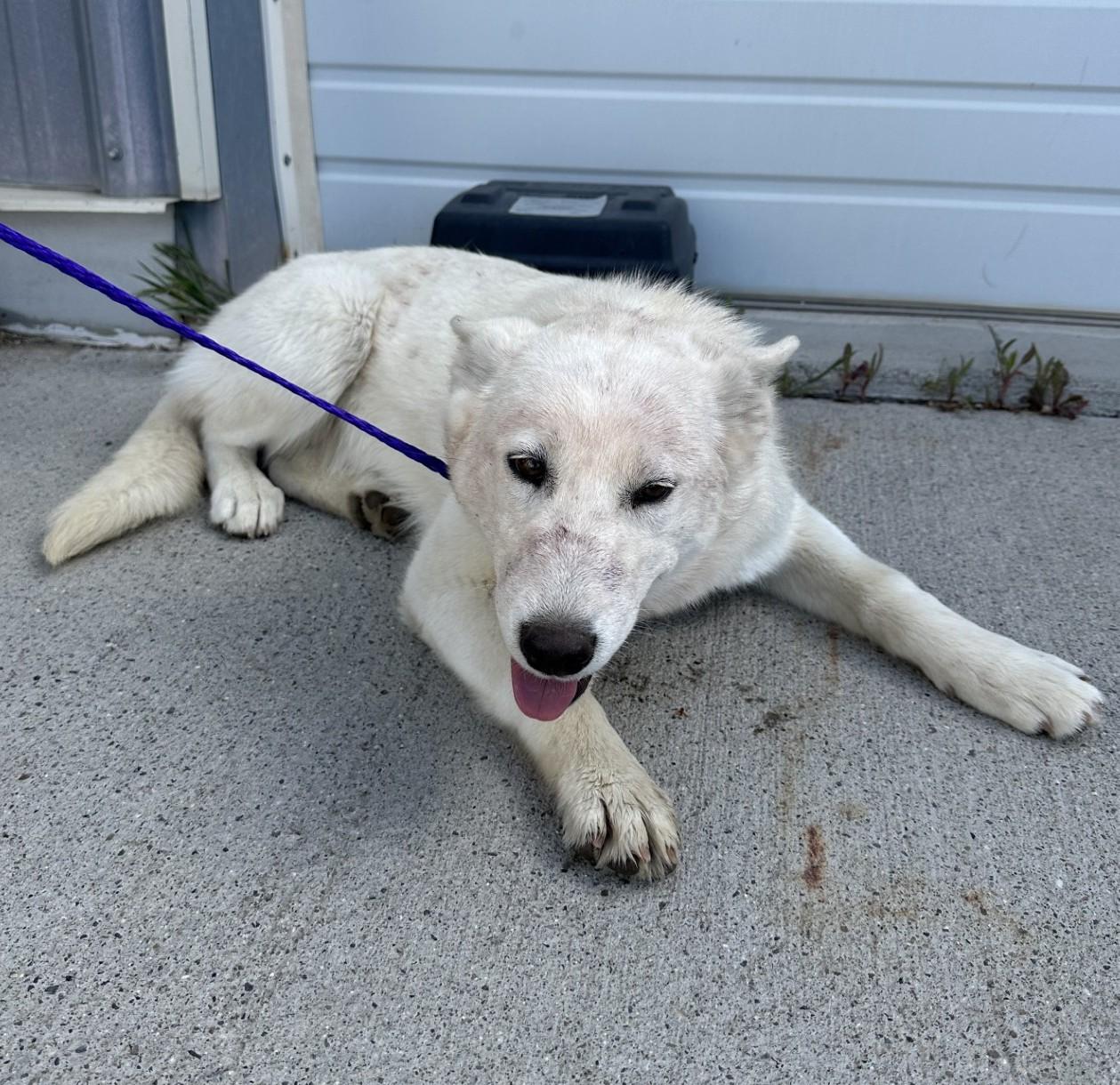 60778629, ADOPTABLE, Young Female Husky & Shepherd.
