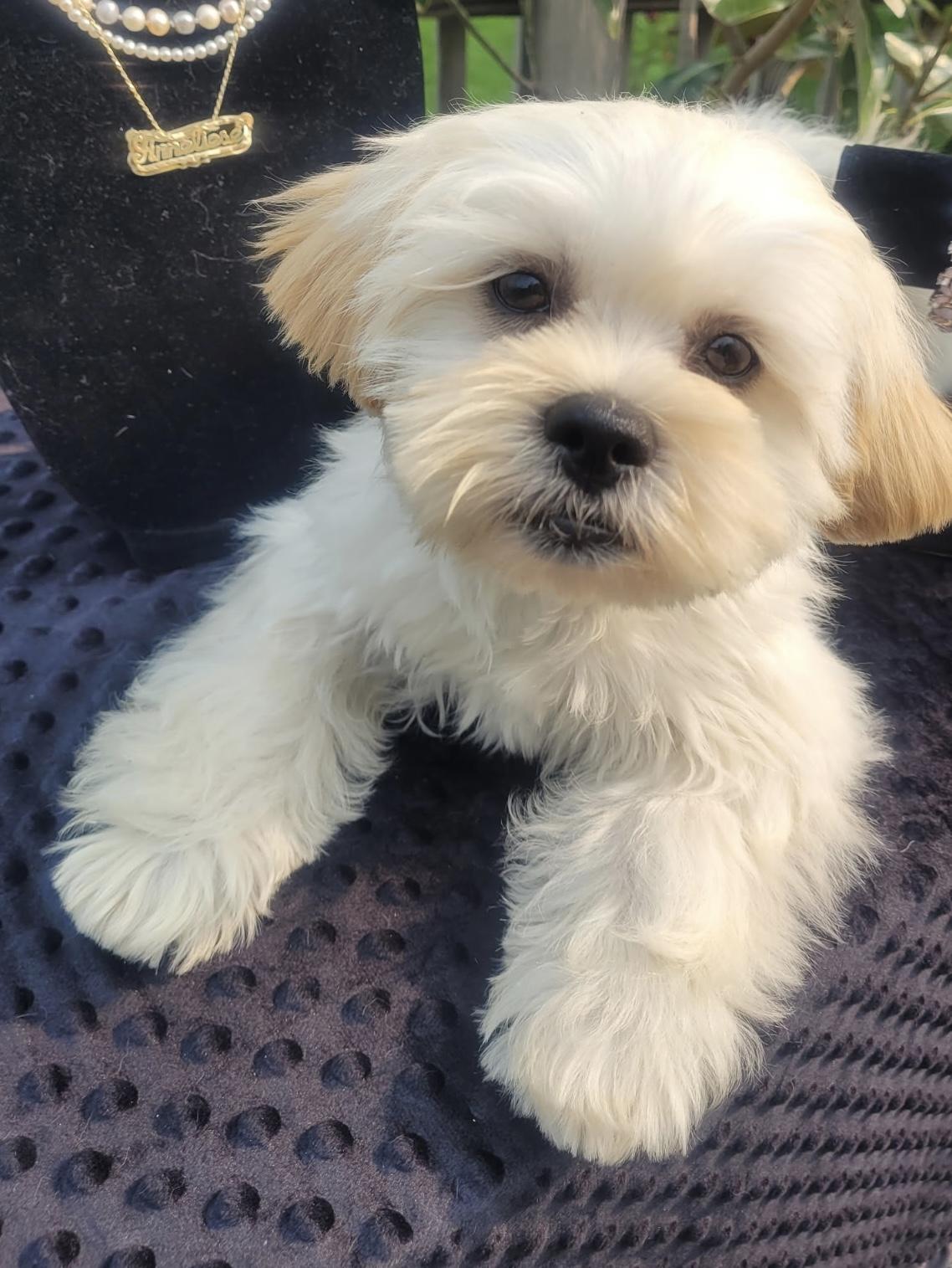 Butterscotch, Adopted, Puppy Male Shih Tzu & Bichon Frise.