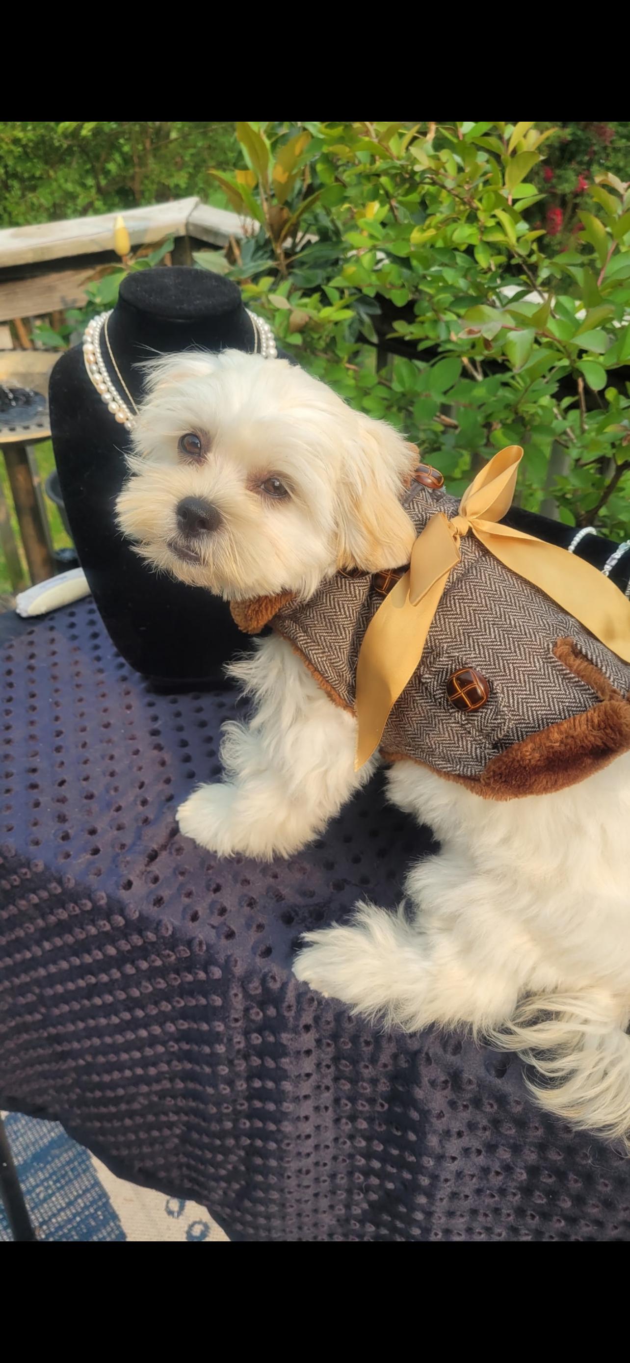 Butterscotch, a Adopted mixed breed in Independence, MO image 2/3