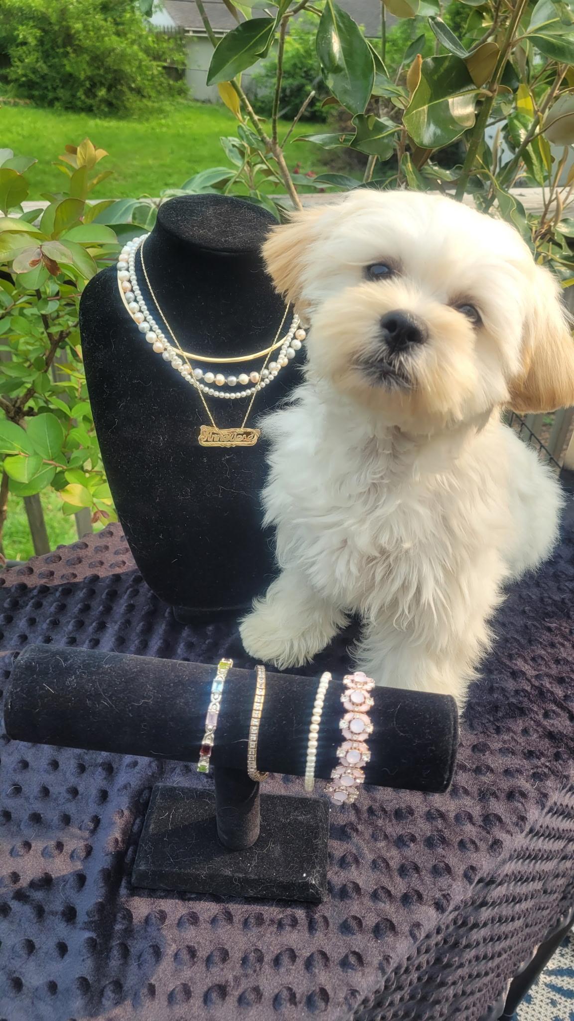 Butterscotch, a Adopted mixed breed in Independence, MO image 3/3