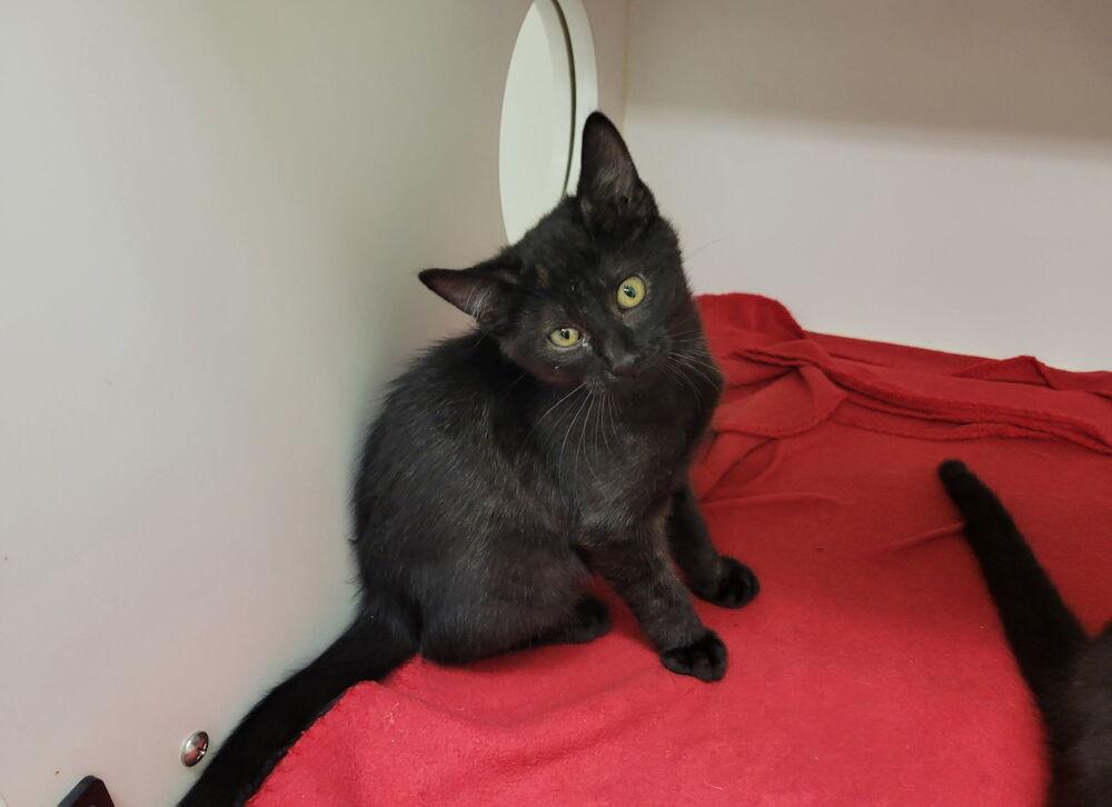 Enlarge Meadow 3, a Adoptable mixed breed in Parker, CO image 1/1