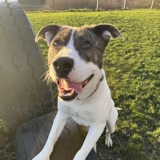 Enlarge Boston, a ADOPTABLE mixed breed in Roseburg, OR image 1/3