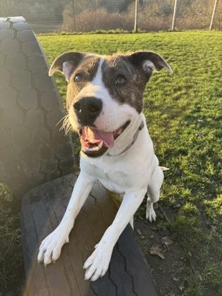 Enlarge Boston, a ADOPTABLE mixed breed in Roseburg, OR image 1/1