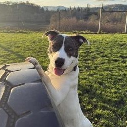 Enlarge Boston, a ADOPTABLE mixed breed in Roseburg, OR image 3/3