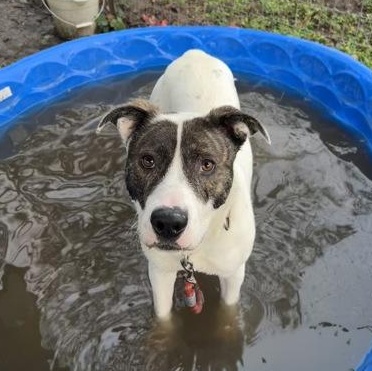 Enlarge Boston, a ADOPTABLE mixed breed in Roseburg, OR image 2/3