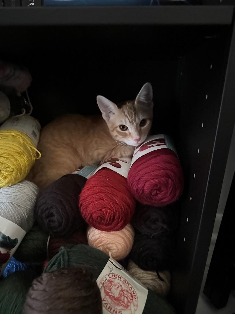 Pumpkin, Adoptable, Kitten Female Domestic Short Hair.