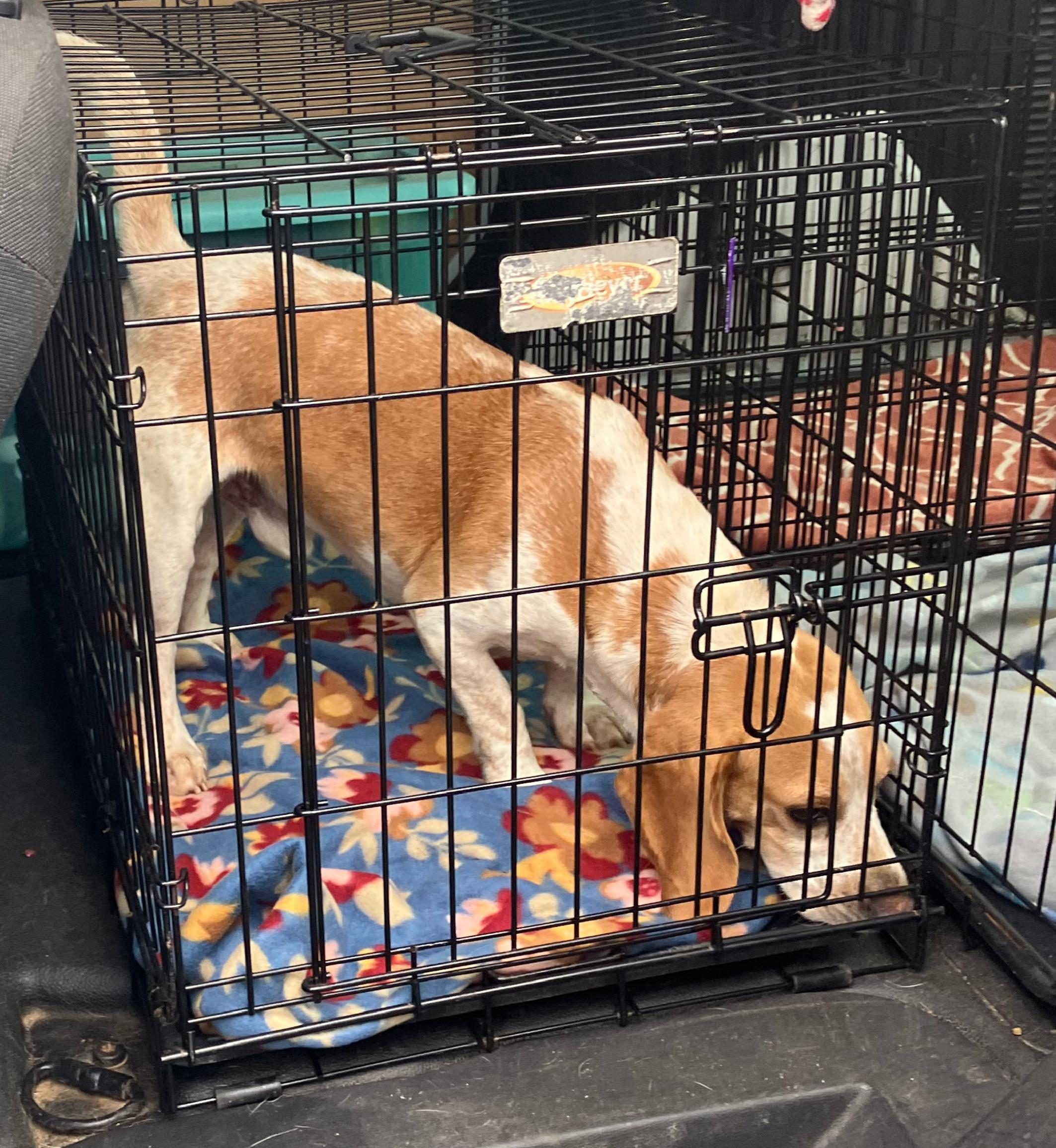 Beauford, a Adoptable Beagle in Lexington, MA image 2/5