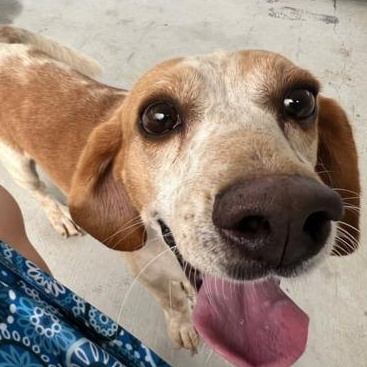 Beauford, a Adoptable Beagle in Lexington, MA image 1/5
