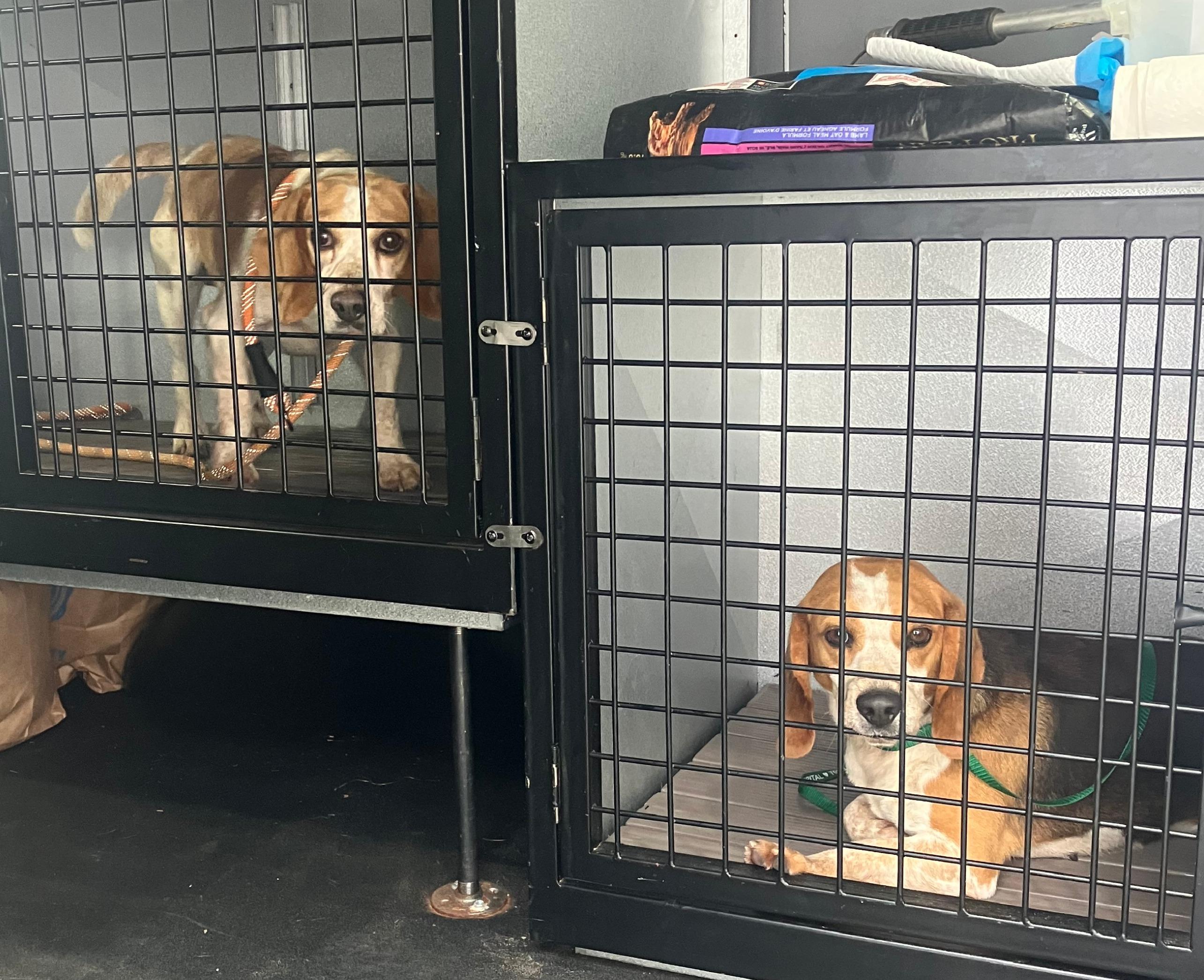 Beauford, a Adoptable Beagle in Lexington, MA image 3/5