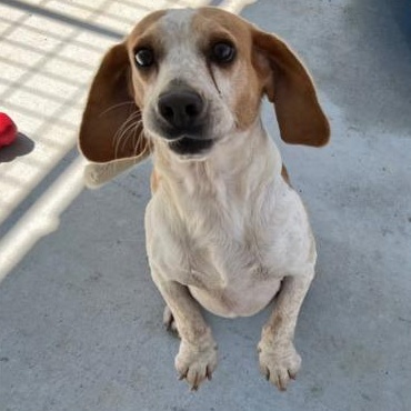 Beauford, a Adoptable Beagle in Lexington, MA image 4/5