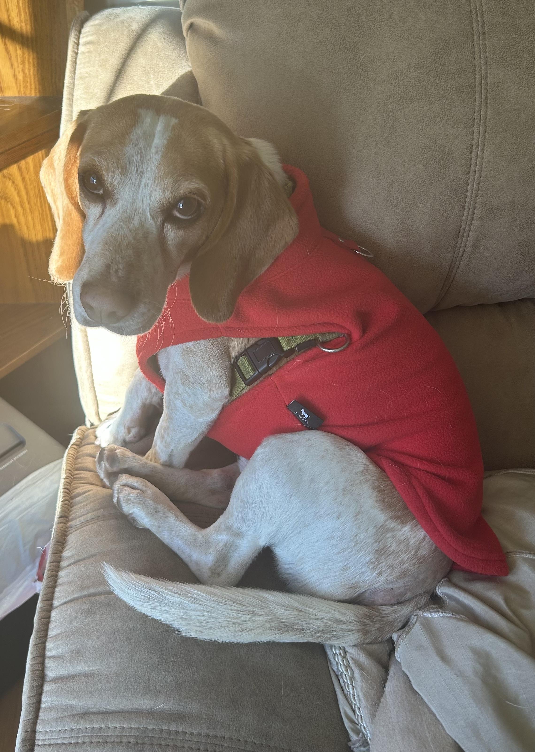 Enlarge Beauford, a Adoptable Beagle in Lexington, MA image 5/5