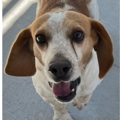Beauford, a Adoptable Beagle in Lexington, MA image 5/5