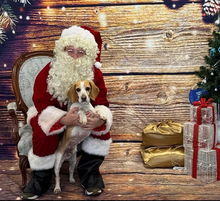 Enlarge Beauford, a Adoptable Beagle in Lexington, MA image 4/5