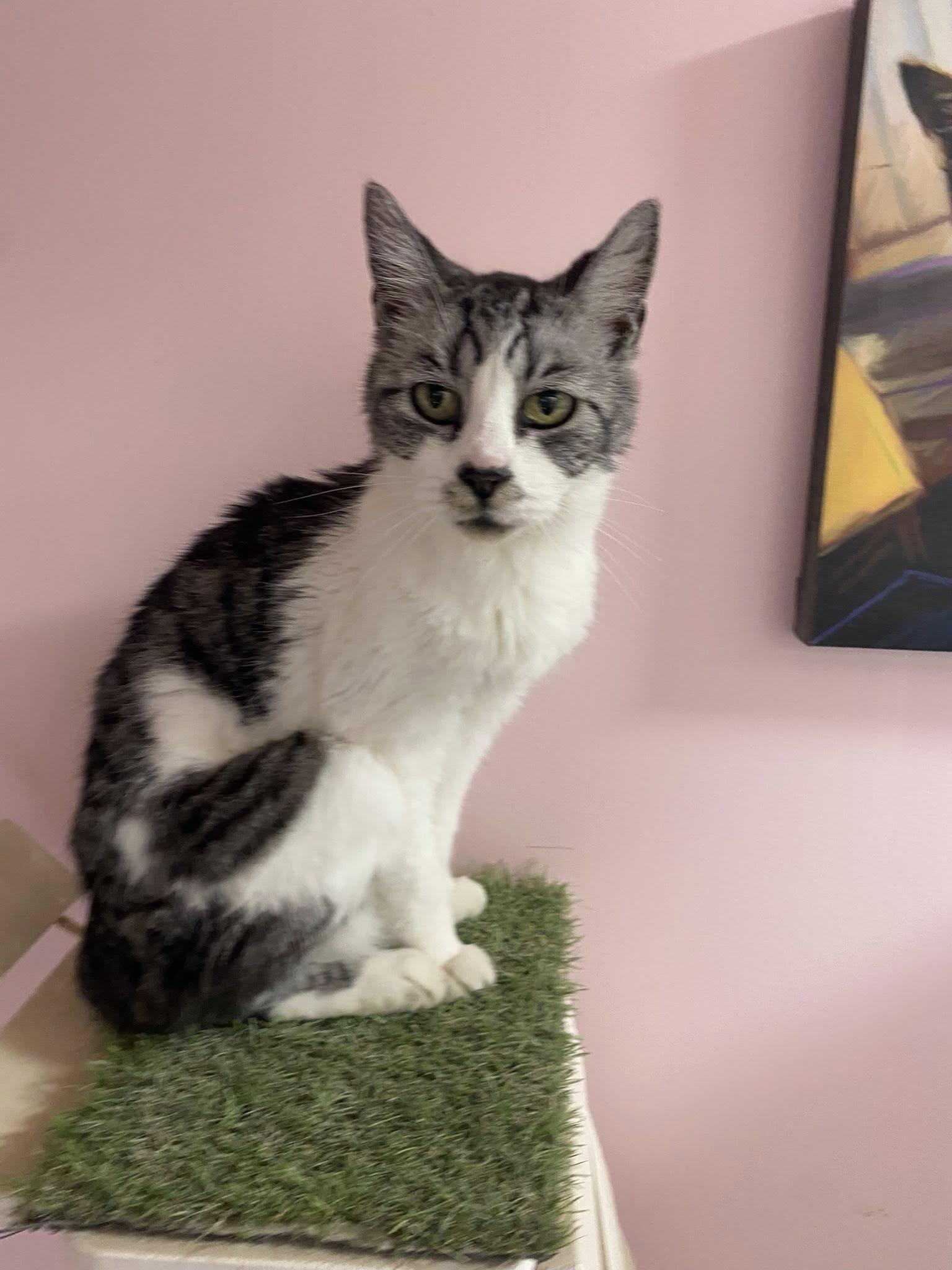 Stallone, an adoptable Tabby in Cranbrook, BC, V1C 6P3 | Photo Image 3