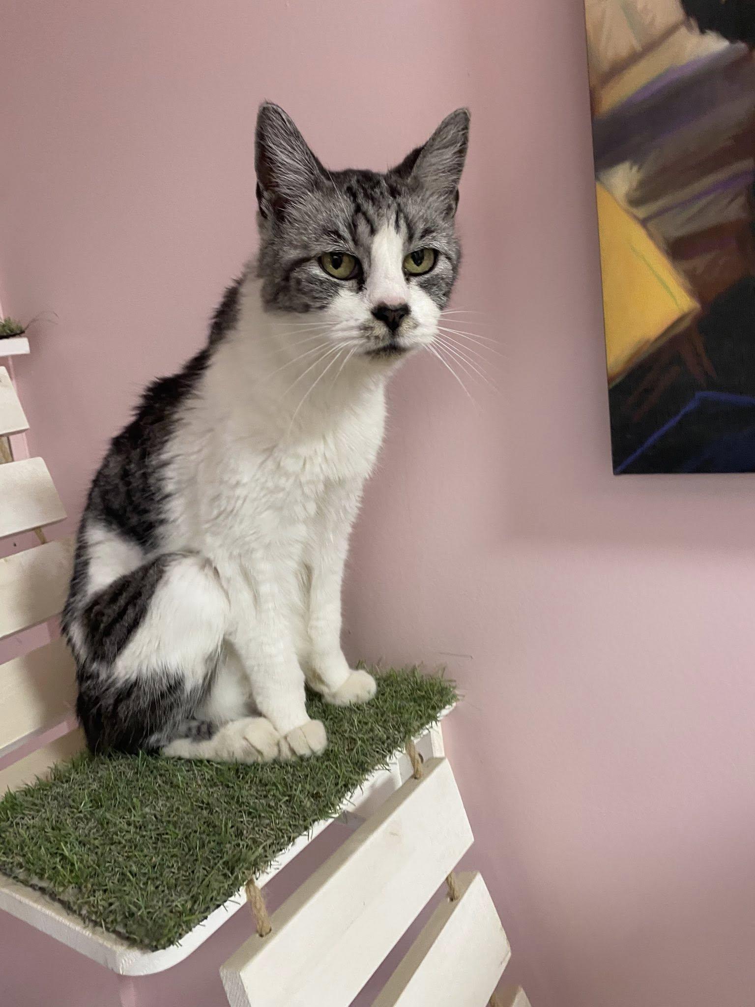 Stallone, an adoptable Tabby in Cranbrook, BC, V1C 6P3 | Photo Image 2