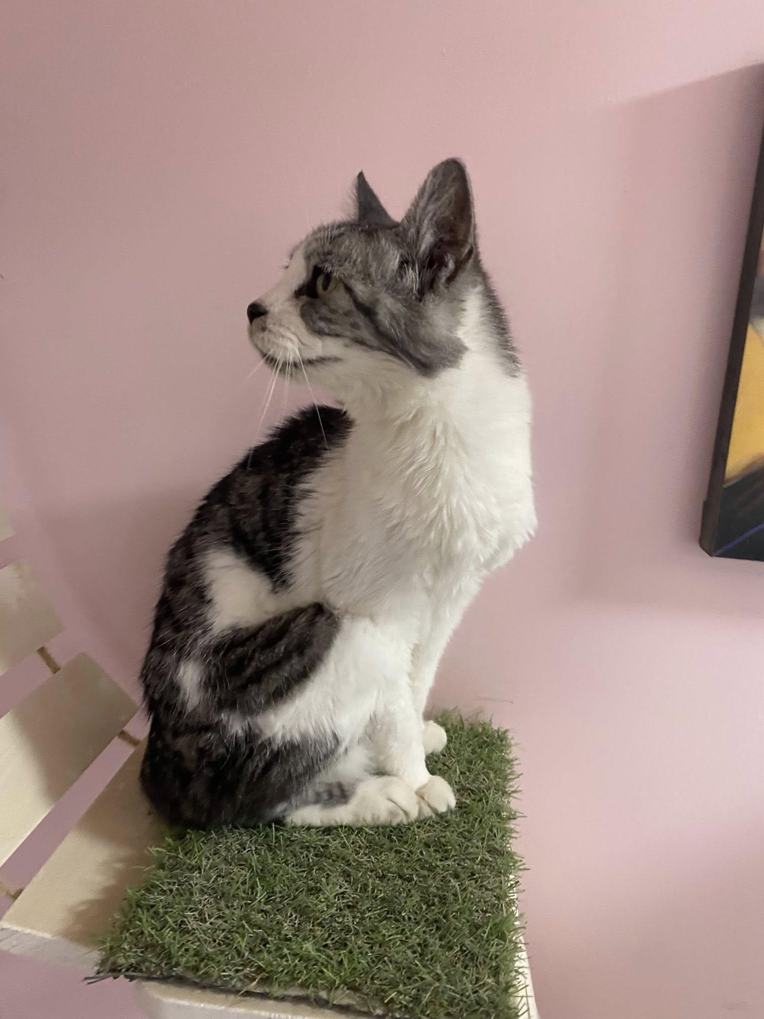 Stallone, Senior Female unknown