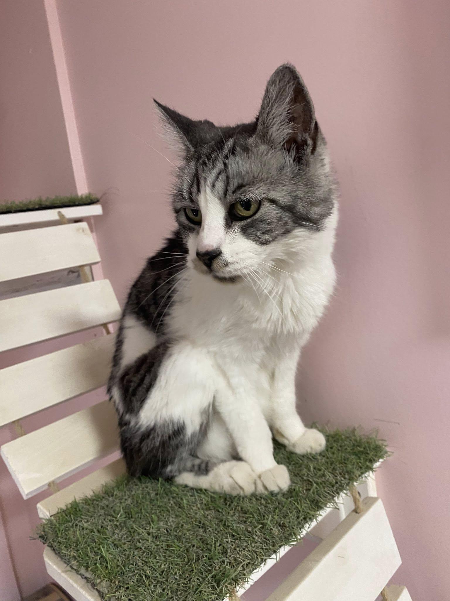 Stallone, an adoptable Tabby in Cranbrook, BC, V1C 6P3 | Photo Image 4