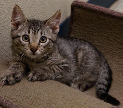 Sansa, Adoptable, Kitten Male Domestic Short Hair & Domestic Short Hair.