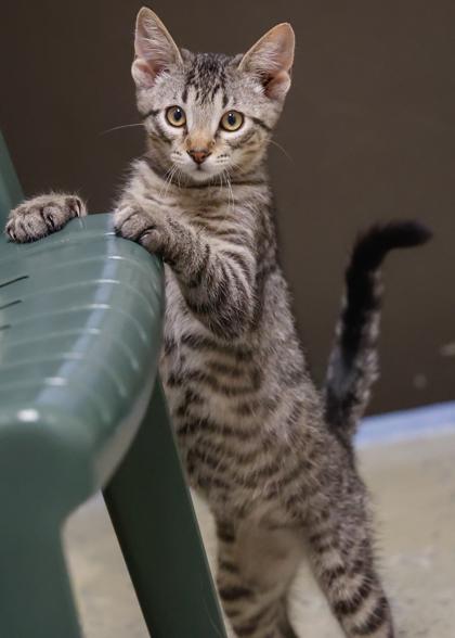 Enlarge Sansa, a Adoptable mixed breed in Baraboo, WI image 2/3