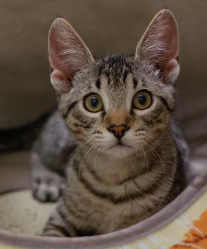 Enlarge Sansa, a Adoptable mixed breed in Baraboo, WI image 3/3