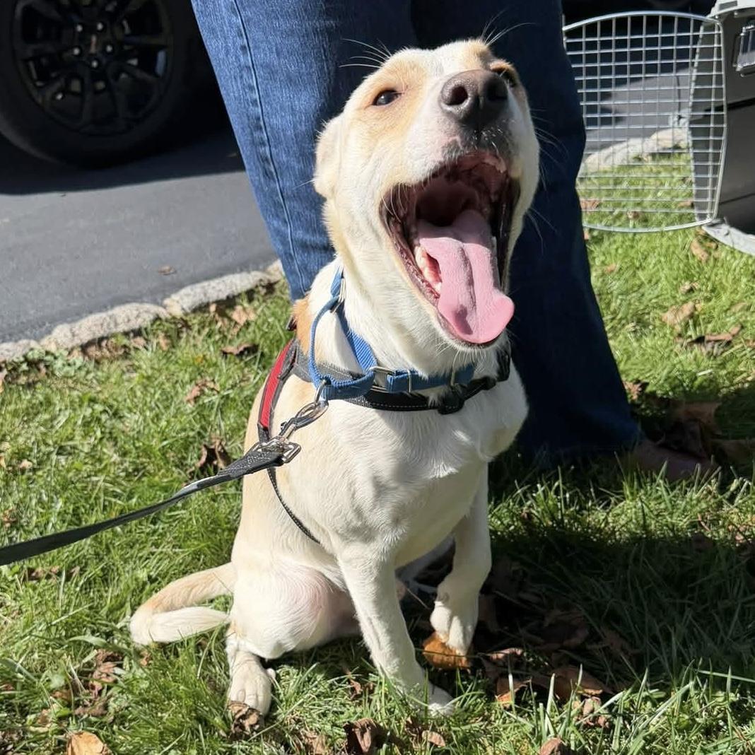 Enlarge .Casper, a Adoptable mixed breed in Hillsborough, NJ image 5/6