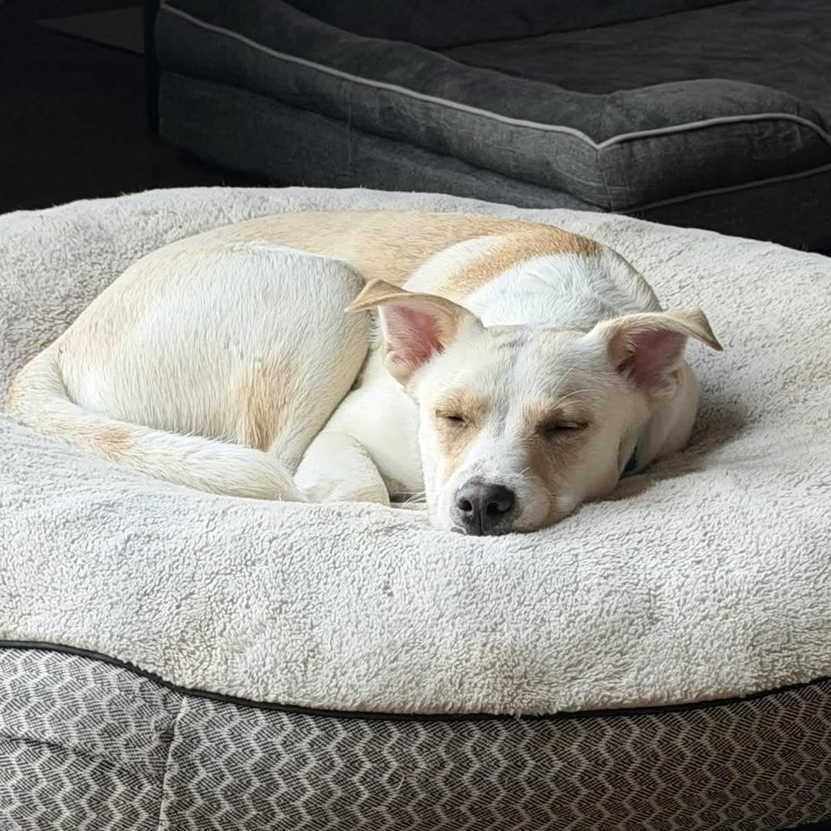 Enlarge .Casper, a Adoptable mixed breed in Hillsborough, NJ image 4/6