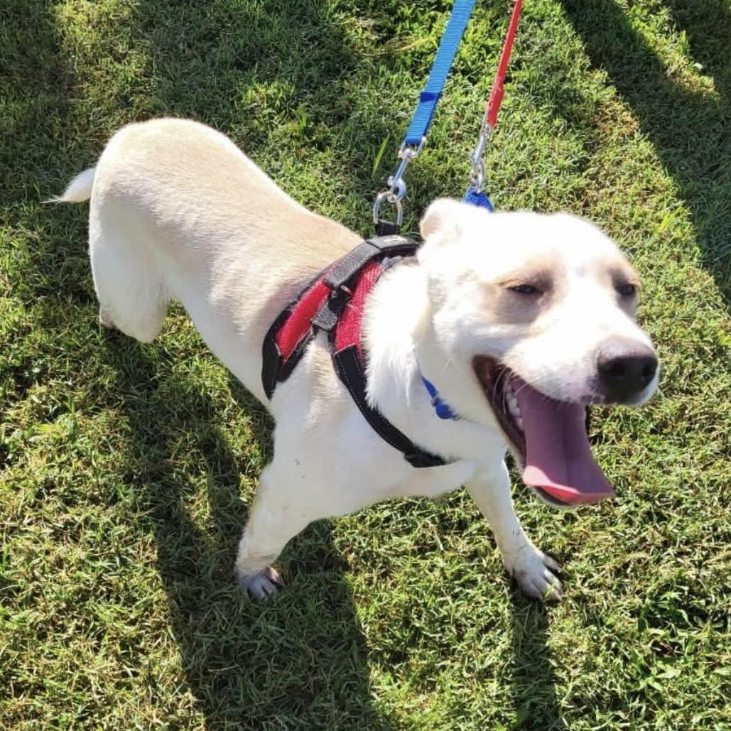 Enlarge .Casper, a Adoptable mixed breed in Hillsborough, NJ image 2/6