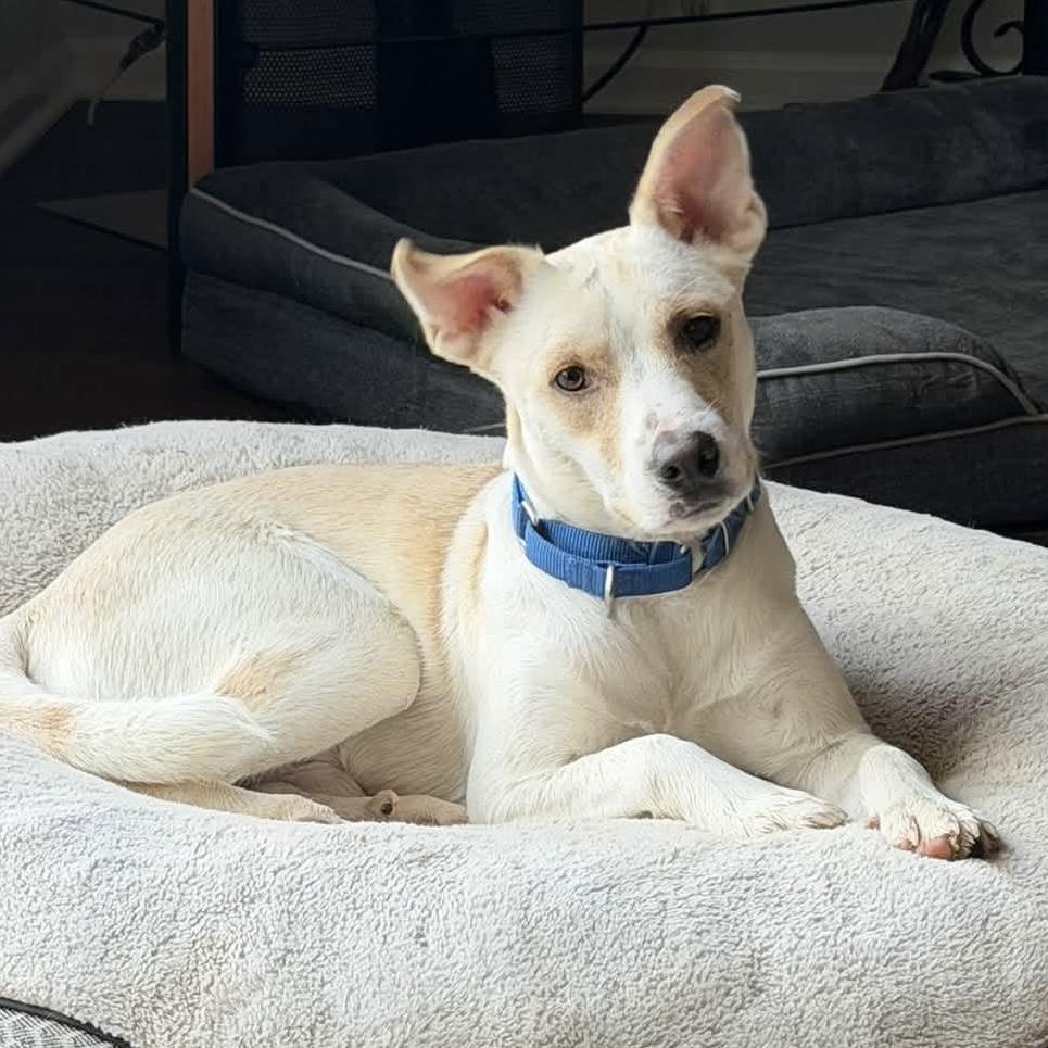 Enlarge .Casper, a Adoptable mixed breed in Hillsborough, NJ image 6/6