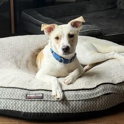 .Casper, Adoptable, Puppy Male Labrador Retriever.