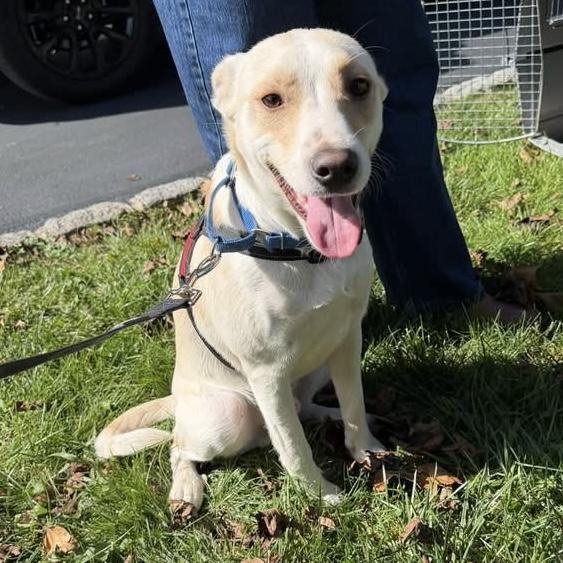 Enlarge .Casper, a Adoptable mixed breed in Hillsborough, NJ image 3/6