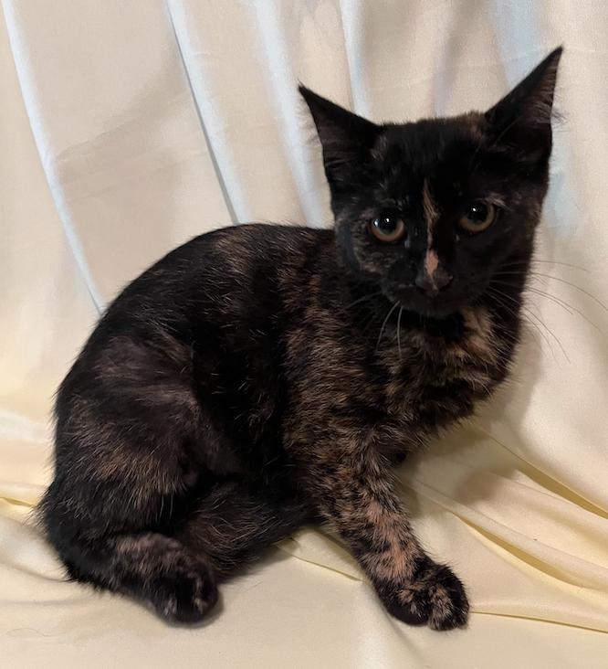 Enlarge Kate, a Adopted Domestic Short Hair in Connelly Springs, NC image 1/5