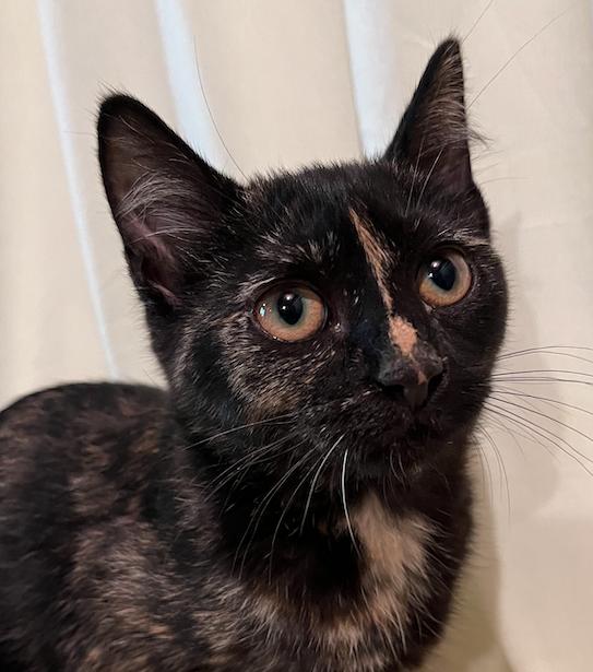 Enlarge Kate, a Adopted Domestic Short Hair in Connelly Springs, NC image 2/5