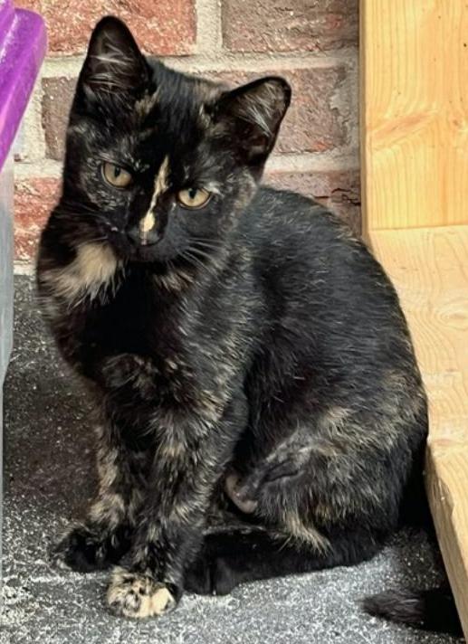 Enlarge Kate, a Adopted Domestic Short Hair in Connelly Springs, NC image 3/5