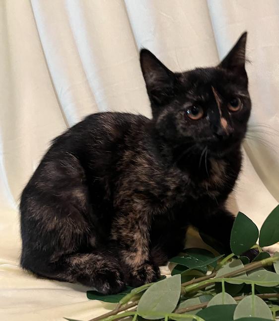 Enlarge Kate, a Adopted Domestic Short Hair in Connelly Springs, NC image 4/5