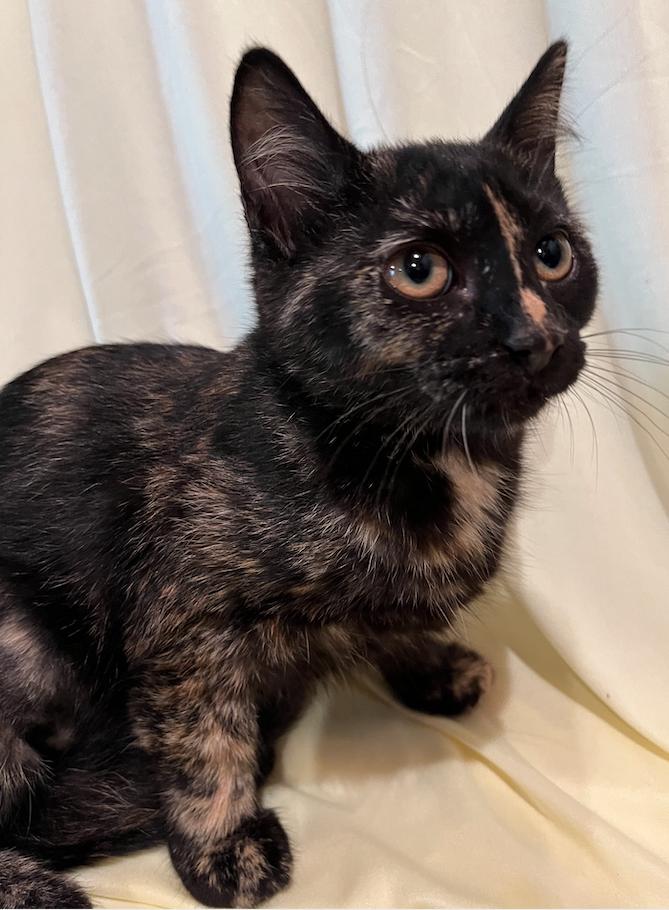 Enlarge Kate, a Adopted Domestic Short Hair in Connelly Springs, NC image 5/5